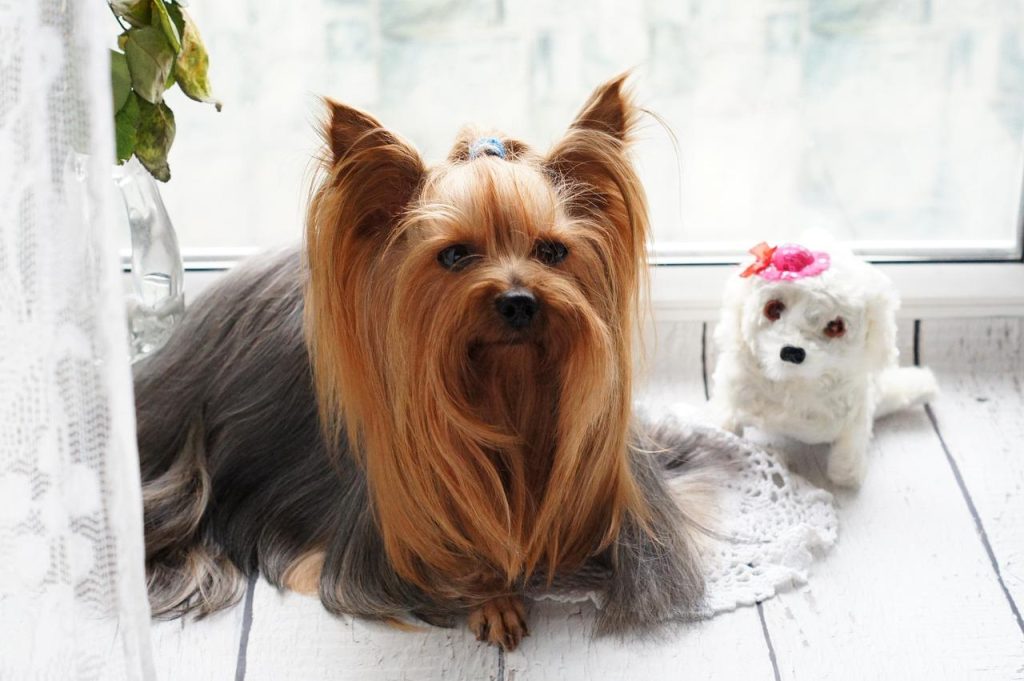 Professionele hondentrimmer in Eindhoven verzorgt een hond met expertise en zorg