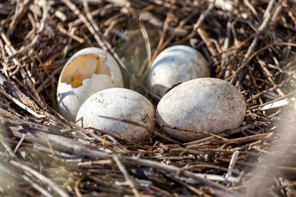 Vogel zoekt alternatieven voor traditioneel nestmateriaal zoals takjes, gras en natuurlijke materialen in de tuin