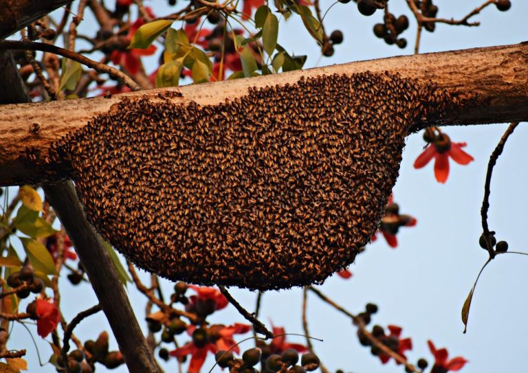 Home Propolis: het bijzondere bijenproduct dat bijen gebruiken voor bescherming en onderhoud van de korf